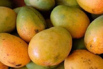 কখন আম খাওয়া ঠিক নয়