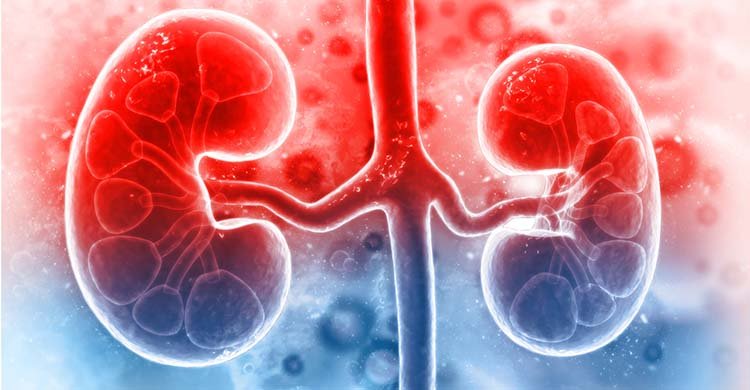 কিডনি ভালো রাখুন ঘরোয়া উপায়ে