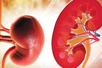 কিডনির ক্রিয়েটিনিনের মাত্রা নিয়ন্ত্রণ করবেন কী করে