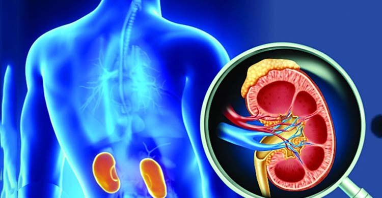 দিনে কতবার প্রস্রাব হওয়া স্বাভাবিক? কিডনি সমস্যার লক্ষণ নয়তো