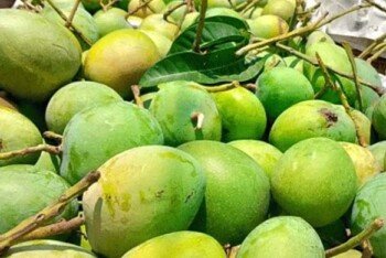 বিশ্বের ২৫টি দেশে বাংলাদেশের ৬ শ’ টন আম রফতানি