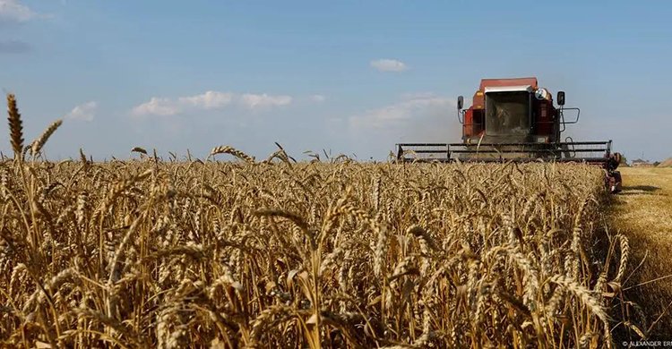 ‘চুরির গম’ আমদানি নিয়ে বাংলাদেশের ওপর ইইউ নিষেধাজ্ঞা চায় ইউক্রেন