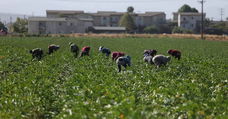 অভিবাসন অভিযানে ক্যালিফোর্নিয়া, টেক্সাস ও পেনসিলভেনিয়ার কৃষিজমিতে শ্রমিক সংকট, মাঠে পড়ে থেকে নষ্ট হচ্ছে ফসল