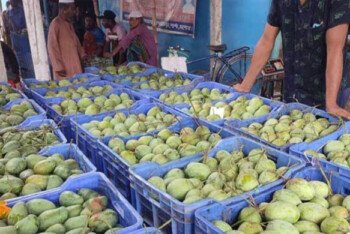 দিনাজপুরের আম আসছে যুক্তরাষ্ট্রে