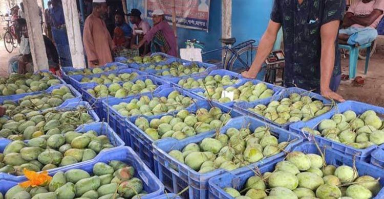 দিনাজপুরের আম আসছে যুক্তরাষ্ট্রে