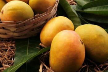 নিয়মিত আম খেলে কমবে হার্ট অ্যাটাকের ঝুঁকি