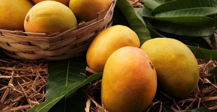 নিয়মিত আম খেলে কমবে হার্ট অ্যাটাকের ঝুঁকি