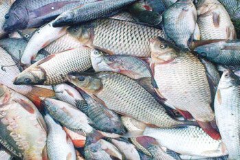 বাংলাদেশ গত অর্থবছরে ৫১ দেশে ৬ হাজার ১৪৫ কোটি টাকার মাছ রফতানি করেছে