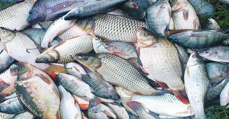 বাংলাদেশ গত অর্থবছরে ৫১ দেশে ৬ হাজার ১৪৫ কোটি টাকার মাছ রফতানি করেছে