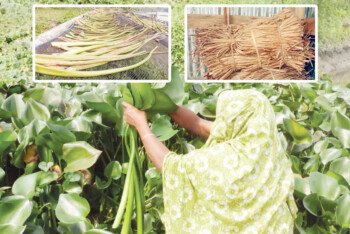 বাংলাদেশের পিরোজপুরের কচুরিপানা রপ্তানি হচ্ছে ২৫ দেশে