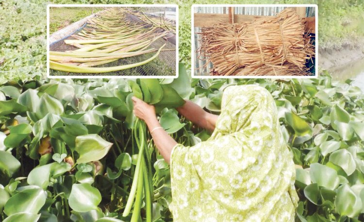 বাংলাদেশের পিরোজপুরের কচুরিপানা রপ্তানি হচ্ছে ২৫ দেশে