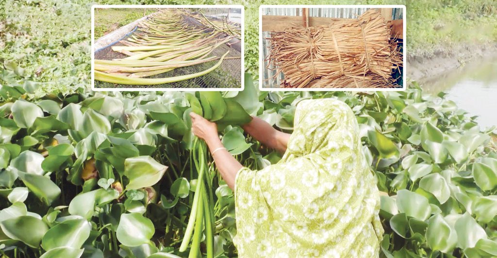 বাংলাদেশের পিরোজপুরের কচুরিপানা রপ্তানি হচ্ছে ২৫ দেশে