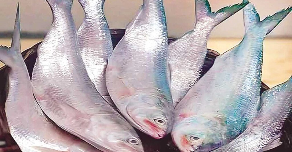 চড়া দামে ইলিশের স্বাদ ভুলতে বসেছে বাংলাদেশের মানুষ