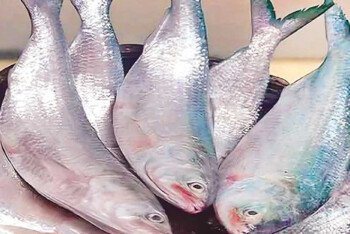 চড়া দামে ইলিশের স্বাদ ভুলতে বসেছে বাংলাদেশের মানুষ