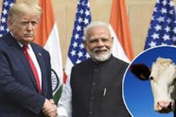 ‘গরুর দুধের’ কারণেই নষ্ট হলো ট্রাম্প-মোদির বন্ধুত্ব? – দ্য ইকোনমিস্টের প্রতিবেদন