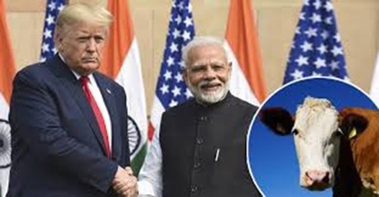 ‘গরুর দুধের’ কারণেই নষ্ট হলো ট্রাম্প-মোদির বন্ধুত্ব? – দ্য ইকোনমিস্টের প্রতিবেদন