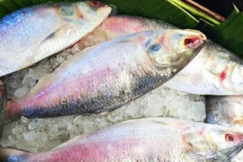 ইলিশে মেলে যেসব উপকারিতা