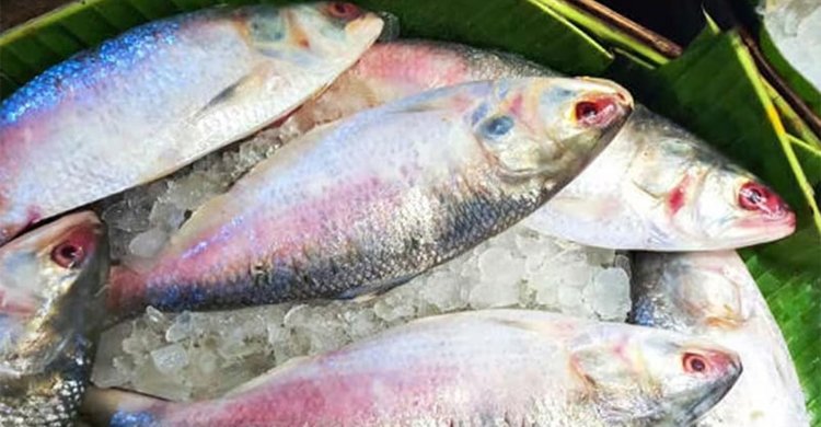 ইলিশে মেলে যেসব উপকারিতা
