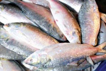 লোকসানের ভয়ে ভারতে ইলিশ পাঠাচ্ছেন না বাংলাদেশের ব্যবসায়ীরা