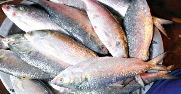 লোকসানের ভয়ে ভারতে ইলিশ পাঠাচ্ছেন না বাংলাদেশের ব্যবসায়ীরা