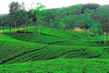 ক্রান্তিকাল চলছে, সিলেটের অনেক চা-বাগান বন্ধ হওয়ার উপক্রম