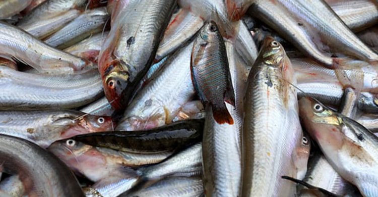 ভারতে বাংলাদেশের পাবদা মাছের চাহিদা বাড়ায় রপ্তানি বেড়েছে ১২.৮৮ মিলিয়ন ডলার, কমেছে আমদানি