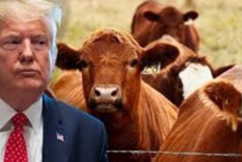 যুক্তরাষ্ট্রে গরুর মাংসের দাম ঐতিহাসিক উচ্চতায়, আর্জেন্টিনা থেকে গরুর মাংস আমদানি নিয়ে নতুন বিতর্কে ট্রাম্প
