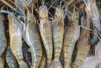 ইউরোপে প্রথম অন-বোর্ড ফ্রোজেন চালানের মাধ্যমে ঘুরে দাঁড়াচ্ছে বাংলাদেশের চিংড়ি রপ্তানি খাত