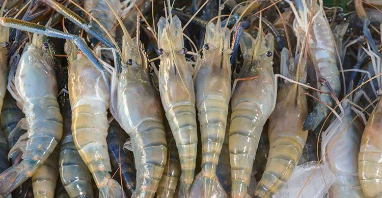 ইউরোপে প্রথম অন-বোর্ড ফ্রোজেন চালানের মাধ্যমে ঘুরে দাঁড়াচ্ছে বাংলাদেশের চিংড়ি রপ্তানি খাত