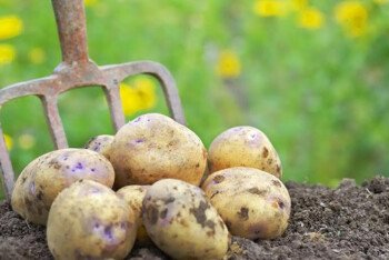 কোটি মানুষকে অনাহার থেকে বাঁচিয়ে, সাম্রাজ্য গড়তে সাহায্য করে আলু যেভাবে বিশ্বকে বদলে দিয়েছে