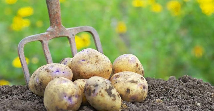 কোটি মানুষকে অনাহার থেকে বাঁচিয়ে, সাম্রাজ্য গড়তে সাহায্য করে আলু যেভাবে বিশ্বকে বদলে দিয়েছে