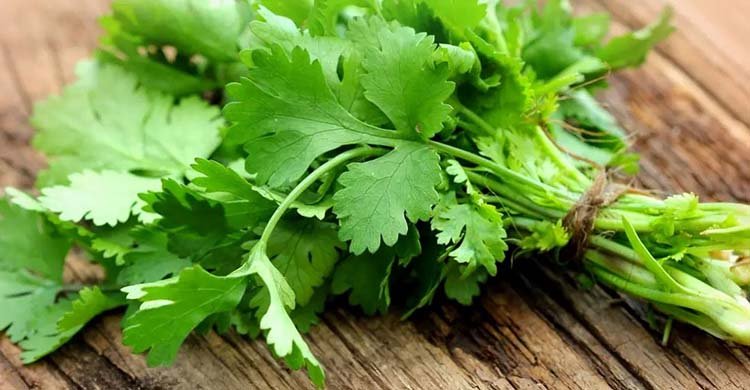 ধনেপাতার যত উপকারিতা: ব্যথা, উদ্বেগ ও রক্তে শর্করা কমায়
