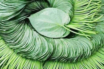 পান পাতা মহৌষধ!