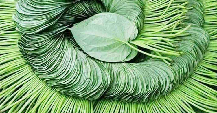 পান পাতা মহৌষধ!