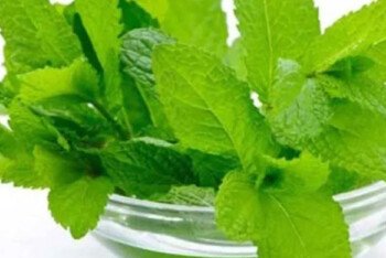 কিডনির পাথর গলে যাবে যে পাতার রসে