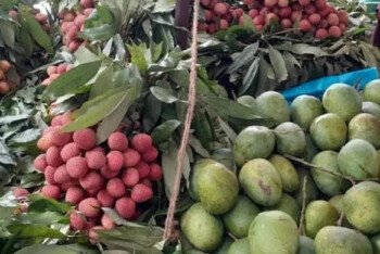 প্রবাসীদের চাহিদায় বাংলাদেশের ফল রপ্তানিতে রেকর্ড, ১১ মাসে আয় ১২.৩ কোটি ডলার